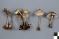 Mycena borealis image